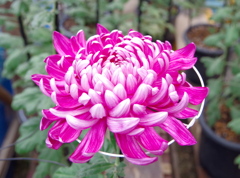 菊