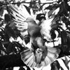 鳩002
