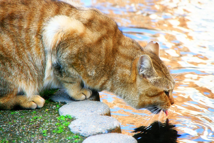 ２０１４年　給水猫ちゃん