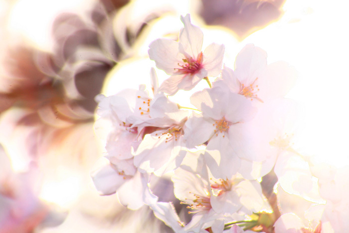 ２０１３年　桜002