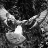 鳩003