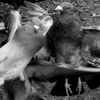 鳩004