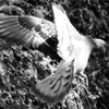 鳩001