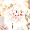 ２０１３年　桜006