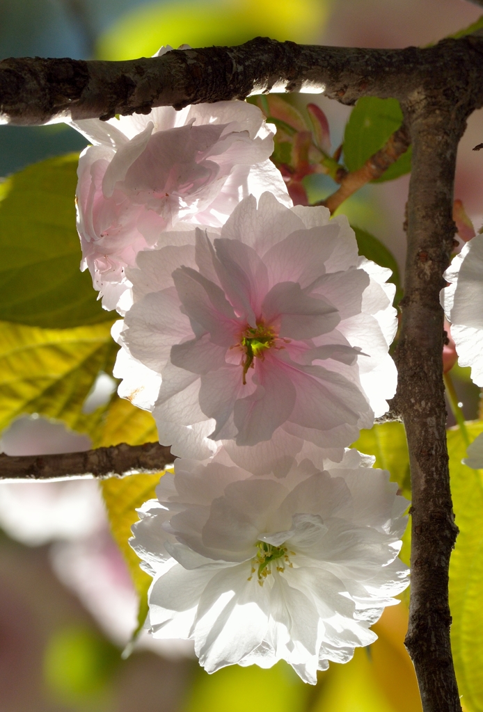 遅咲きでも、とっても素敵だよ
