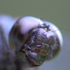 compound eyes