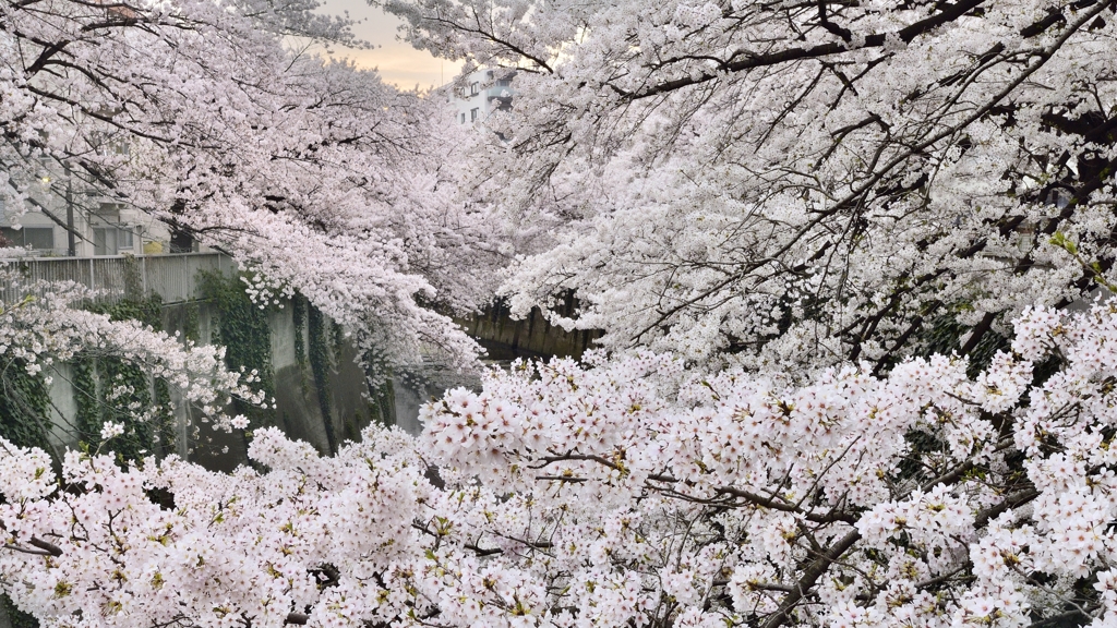 桜の世界