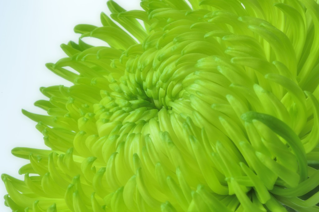 ひときわ色鮮やかな緑