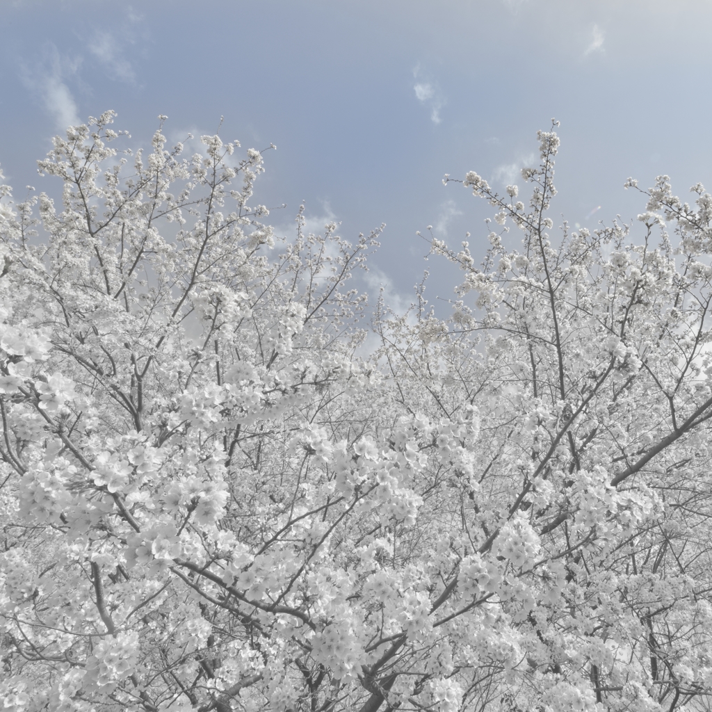 雪桜
