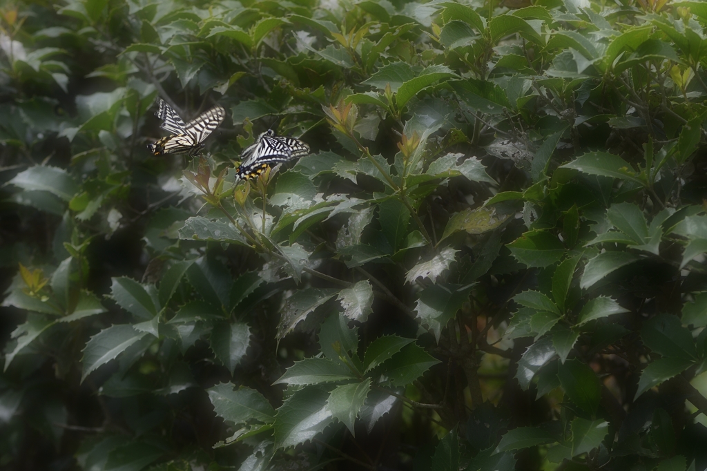 新たな恋の行方は・・・