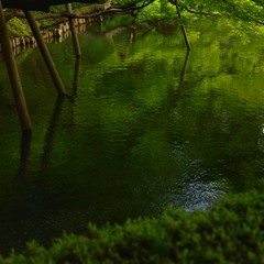 水面も新緑に