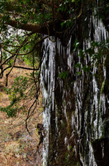 梅ケ瀬渓谷の氷柱