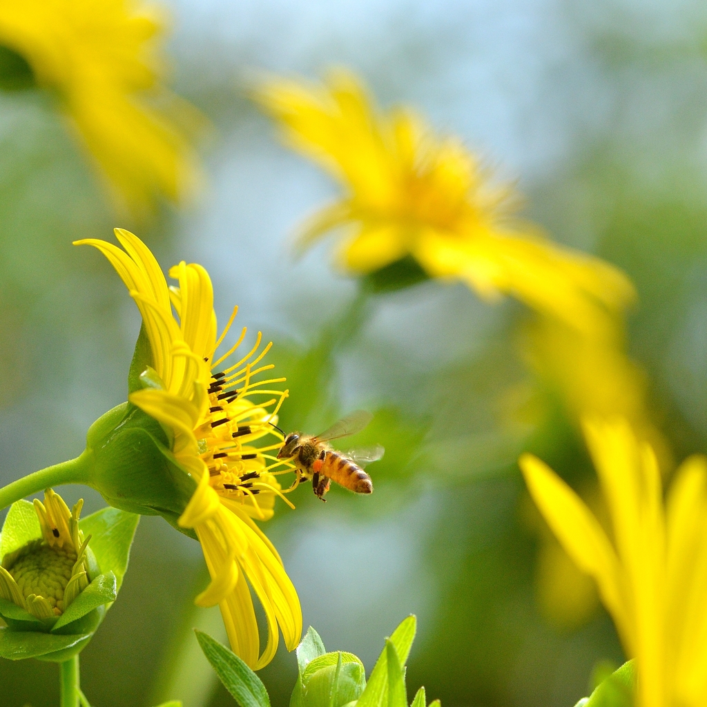 蜜をわけてくださいなぁ～