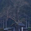 唐門と老桜