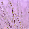 春 2013'