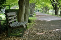 木陰のベンチ