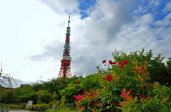 バラと東京タワー
