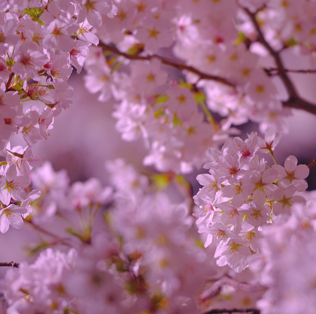 夜桜