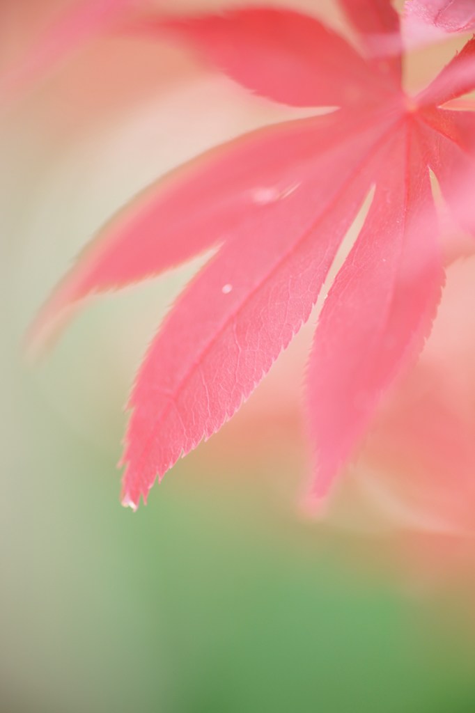 彩