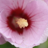 花（名称不明）