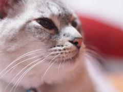 うちのお猫様