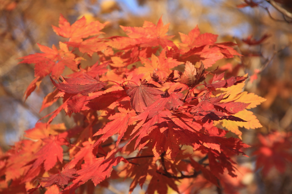 紅葉2
