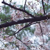 Sakura_5