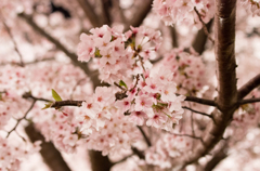 王子公園　夜桜通りぬけ