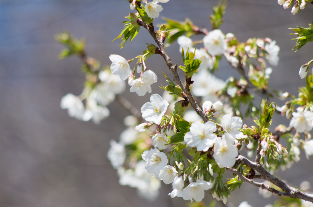 桜