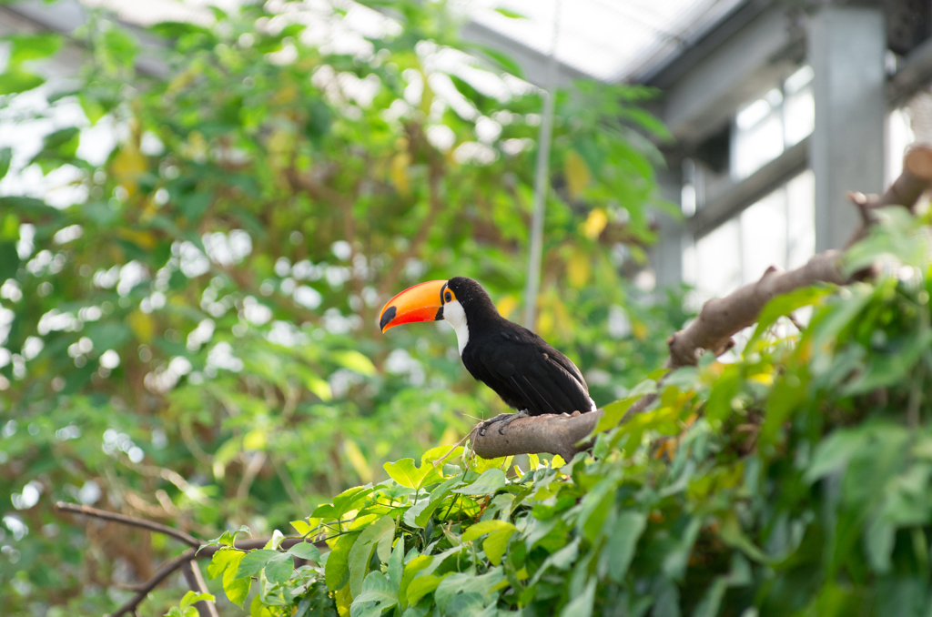 花鳥園～オオハシ