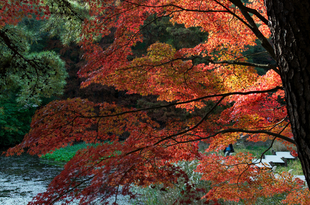 神戸市立森林植物園～紅葉３