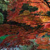 神戸市立森林植物園～紅葉３