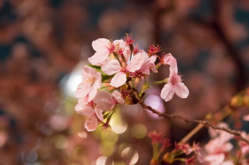 夜桜