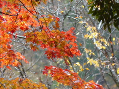 雨の紅葉