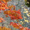 雨の紅葉