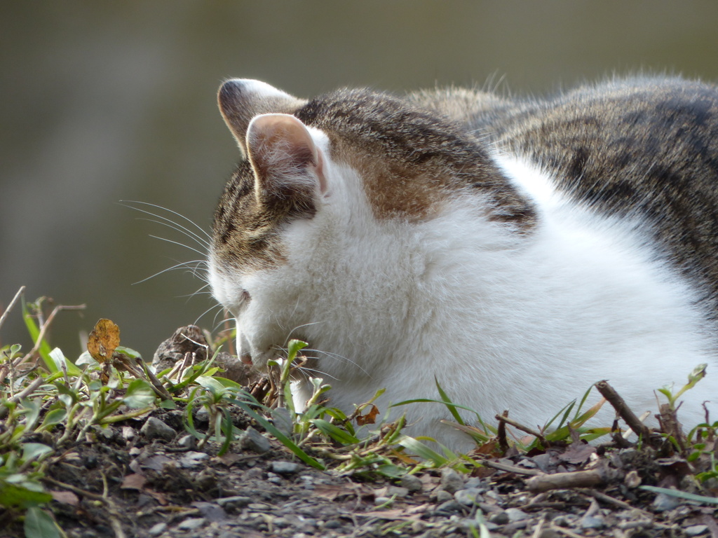 人間慣れした猫