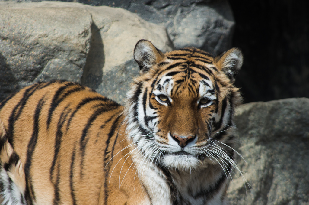王子動物園～トラ～