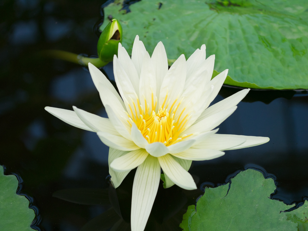 花鳥園～睡蓮