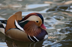 花鳥園～カモ