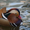 花鳥園～カモ