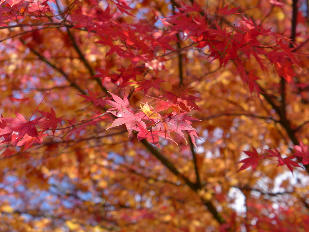 雨に煌く紅葉