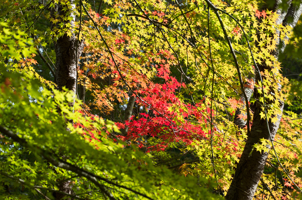 神戸市立森林植物園～紅葉４