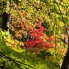 神戸市立森林植物園～紅葉４