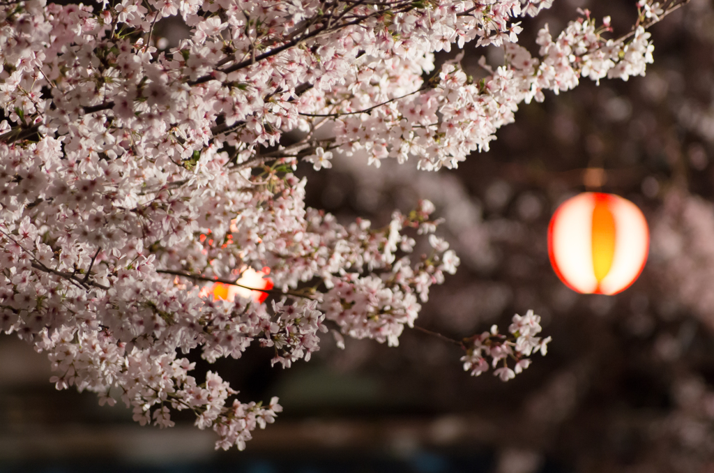 桜と提灯