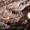桜と提灯