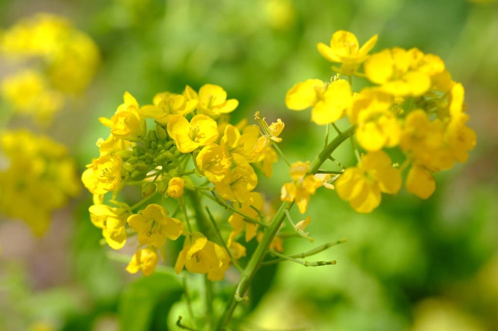 菜の花