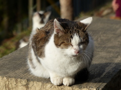 人間慣れした猫