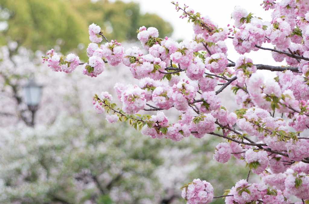 造幣局桜の通り抜け２