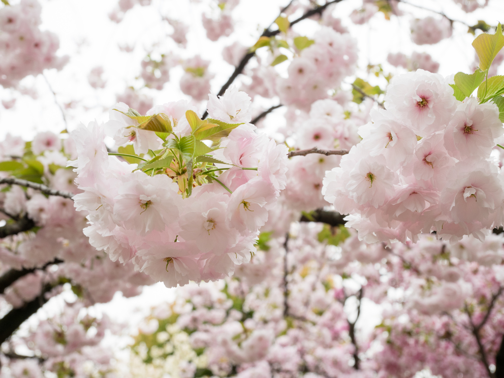 造幣局桜の通り抜け４