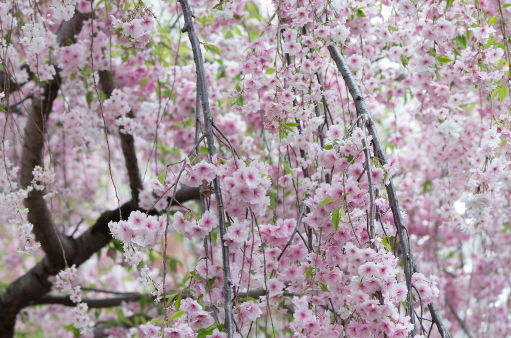 造幣局桜の通り抜け１